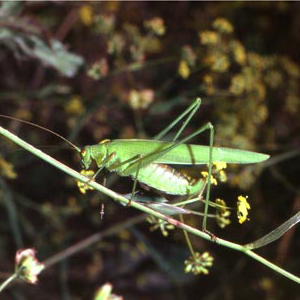 Phaneroptera-falcata