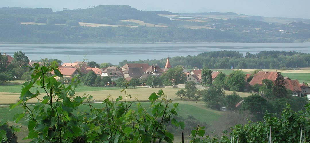 Vue depuis les vignes